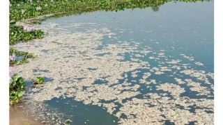 শিবপুরে পুকুরে বিষ প্রয়োগে ৫ লাখ টাকার মাছ নিধনের অভিযোগ